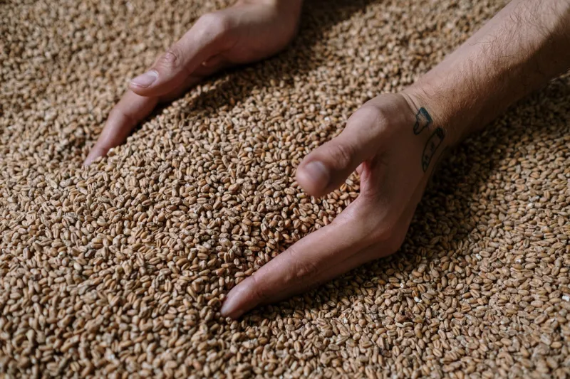 From One Grain Bill to a Whole Movement: What Happens When a Brewery Goes Stubbornly, Beautifully Local