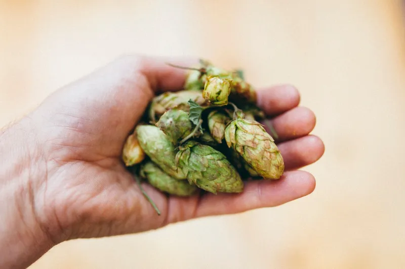 No Guarantees in the Hop Yard: How Craft Brewers Bet on Nature Every Single Year